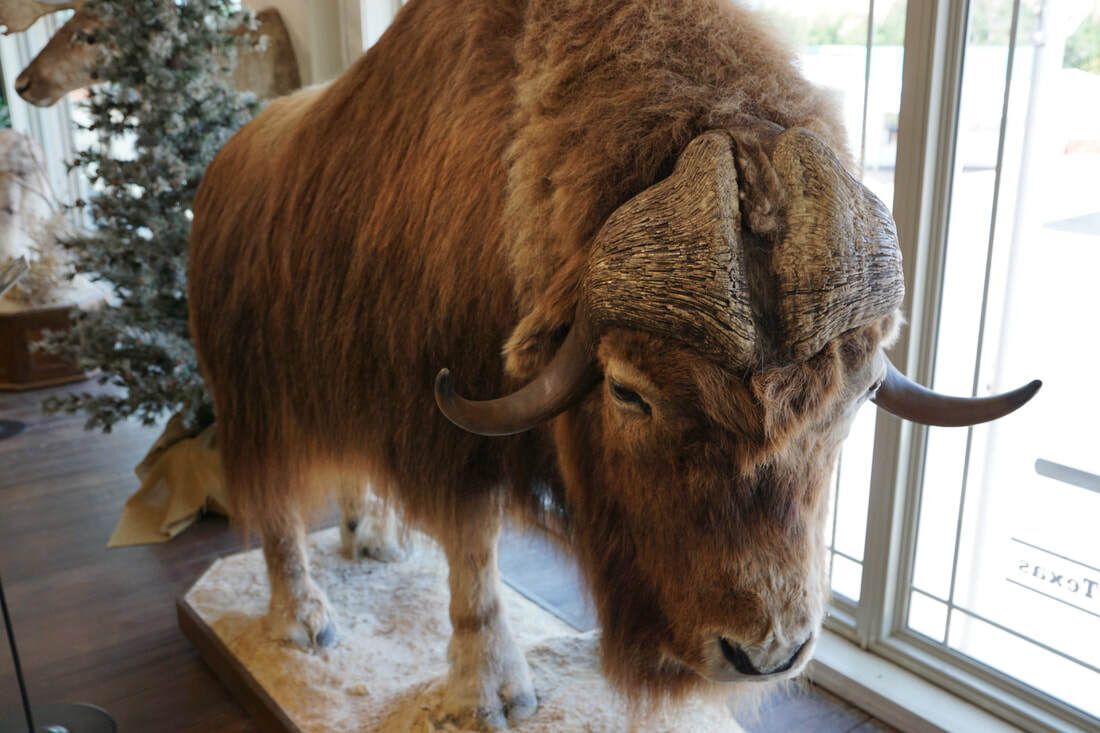 Taxidermy bison at Lattimore Collection, General Tommy Franks Museum