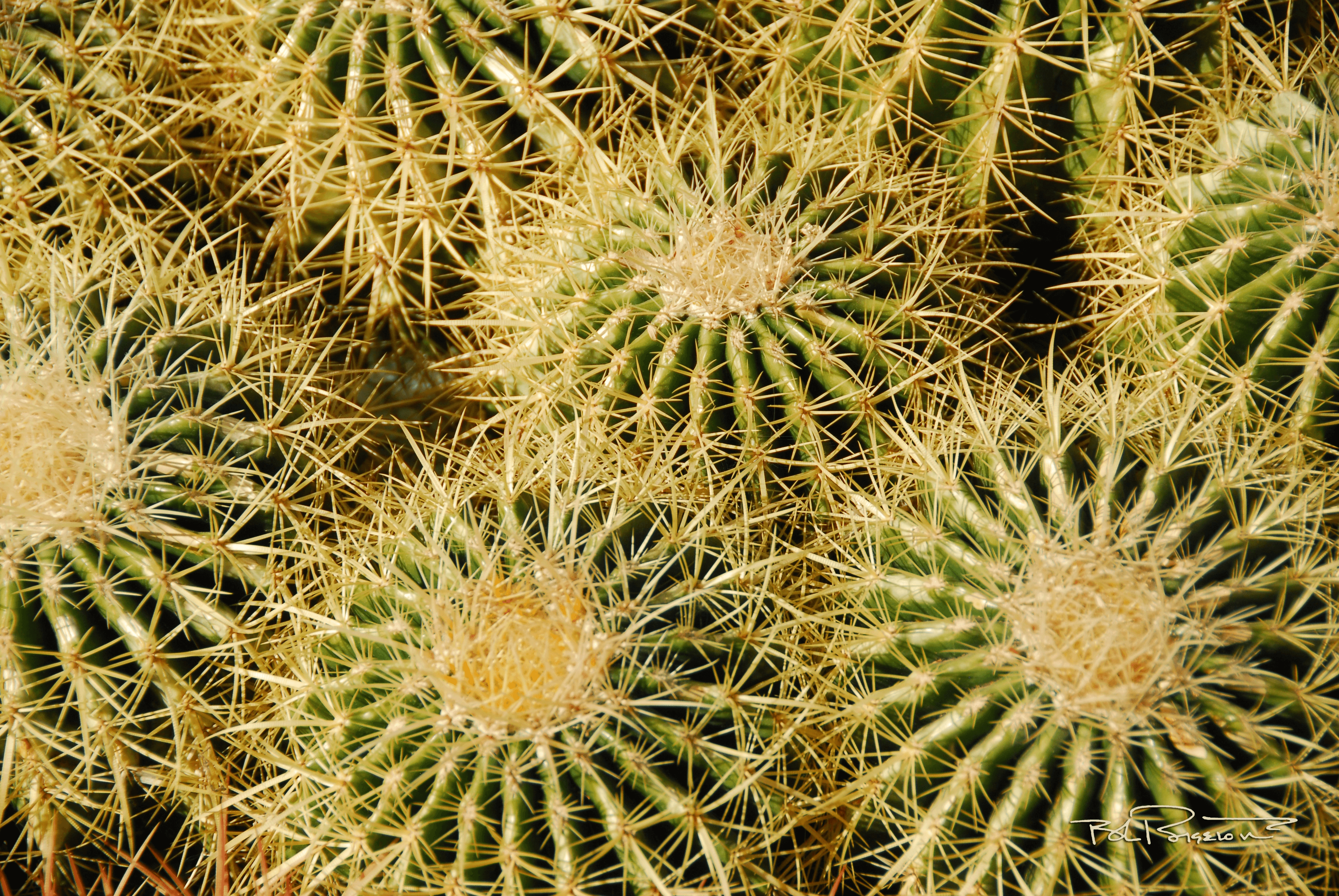 Cactus Barrel Forest