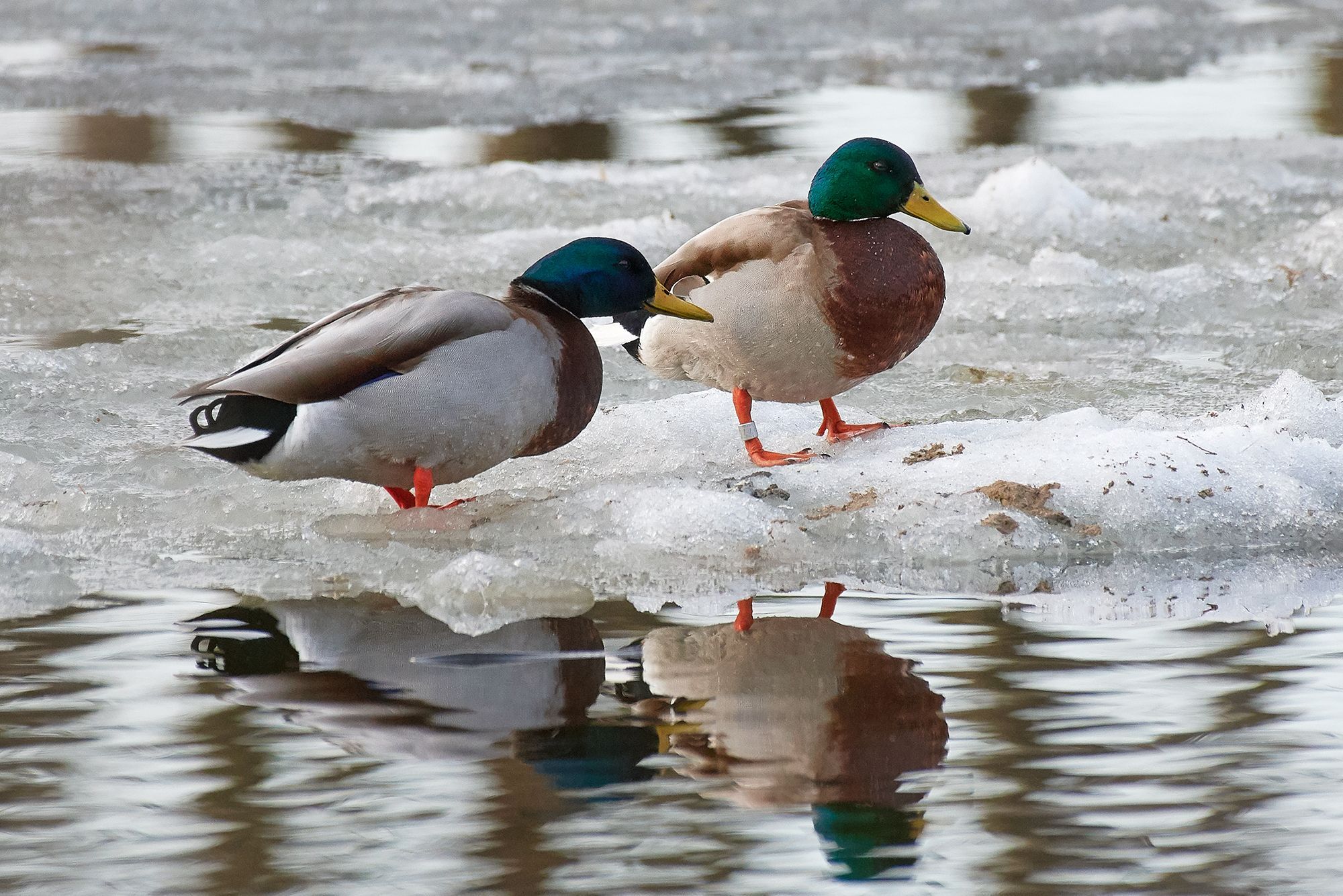 Canards colverts