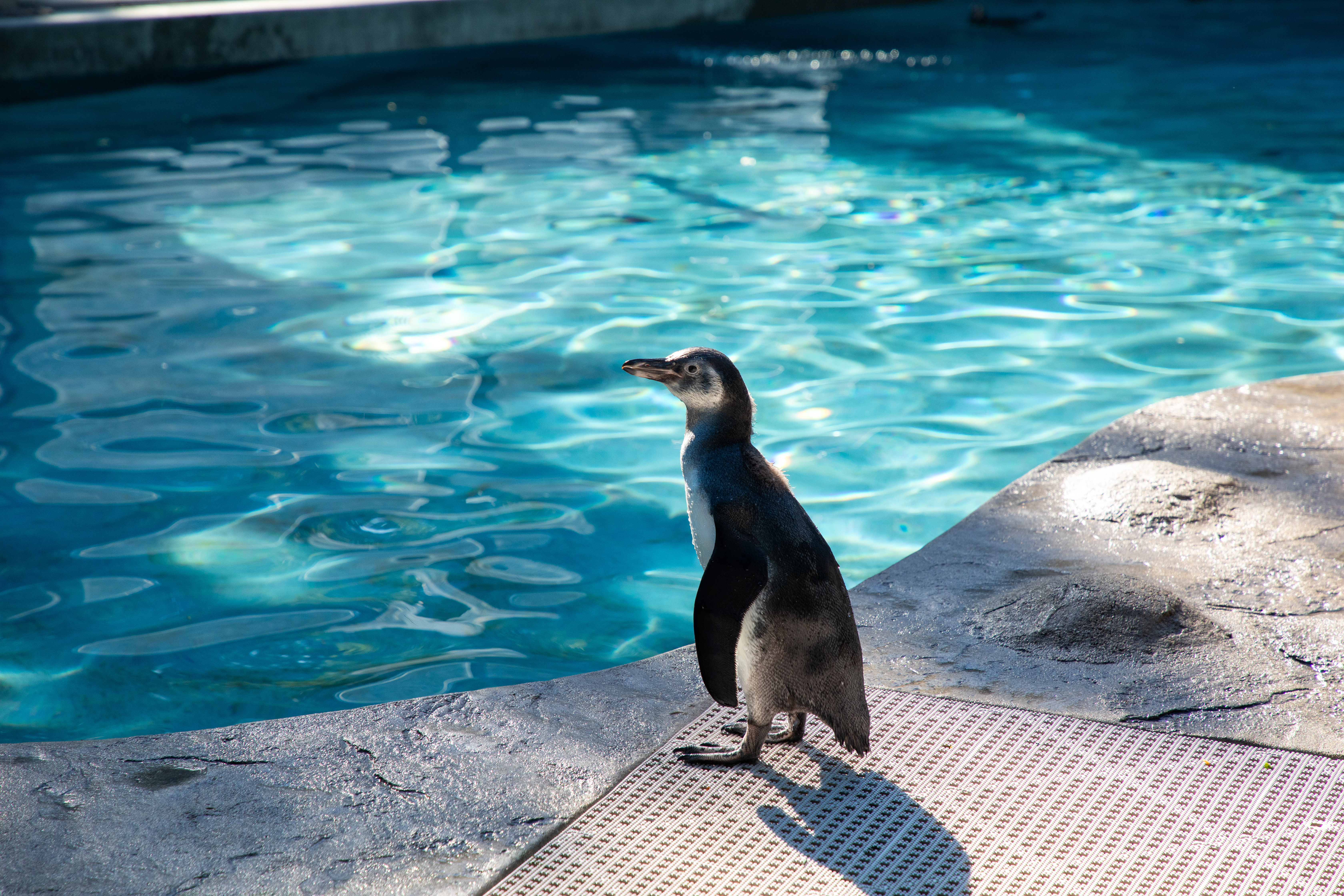 Percy the Penguin • Symbolic Adoption Package