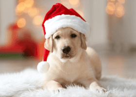 Secret Santa for Shelter Pets