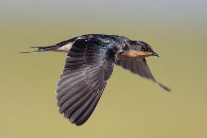 Barn Swallow