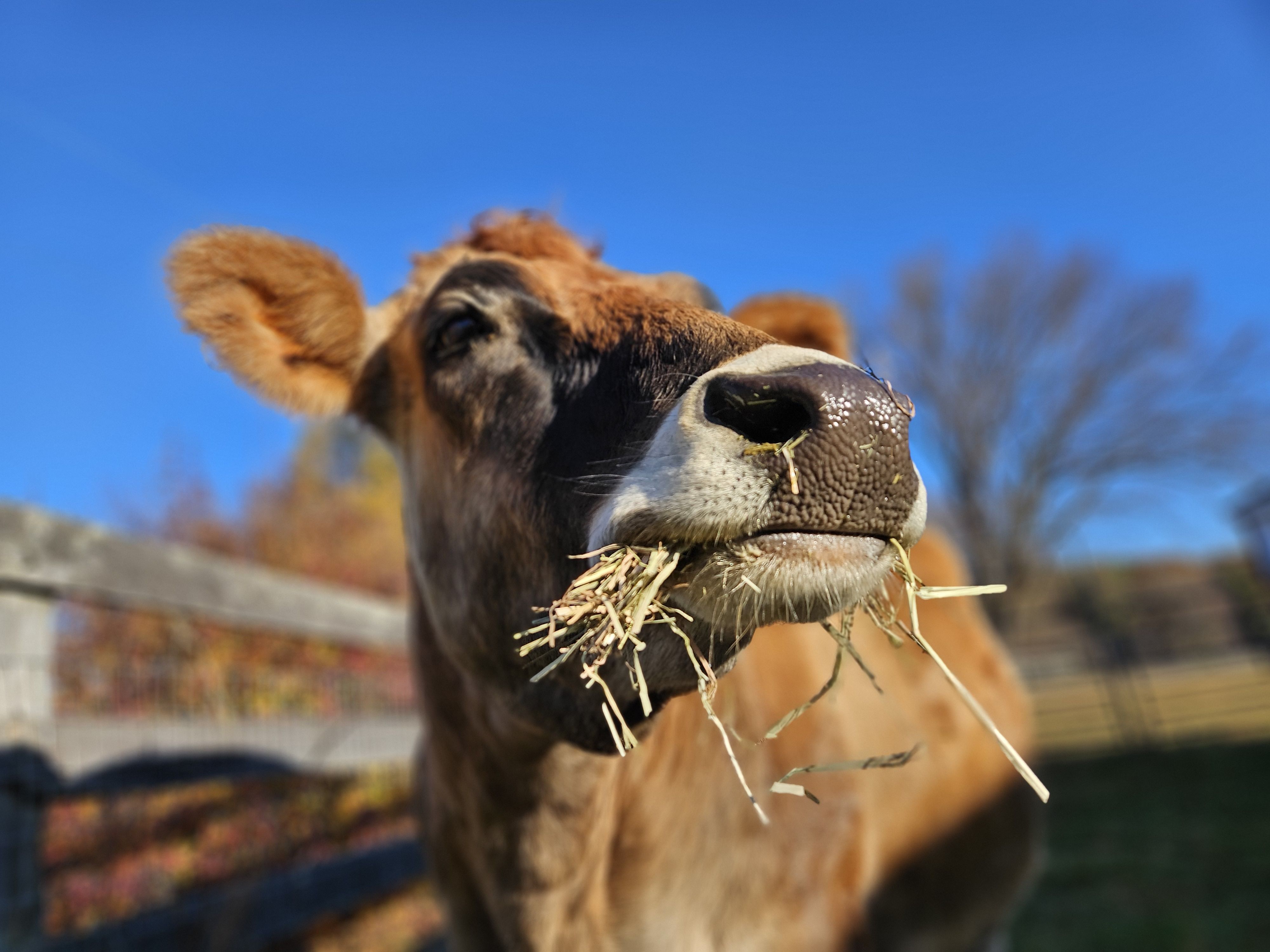 Number of Hay Bales Donated for 2026