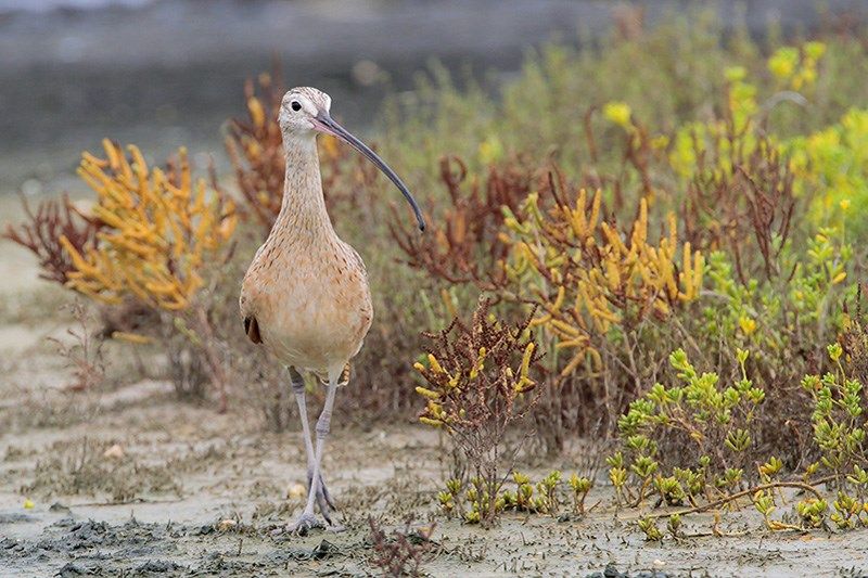 Long-billed Curlew