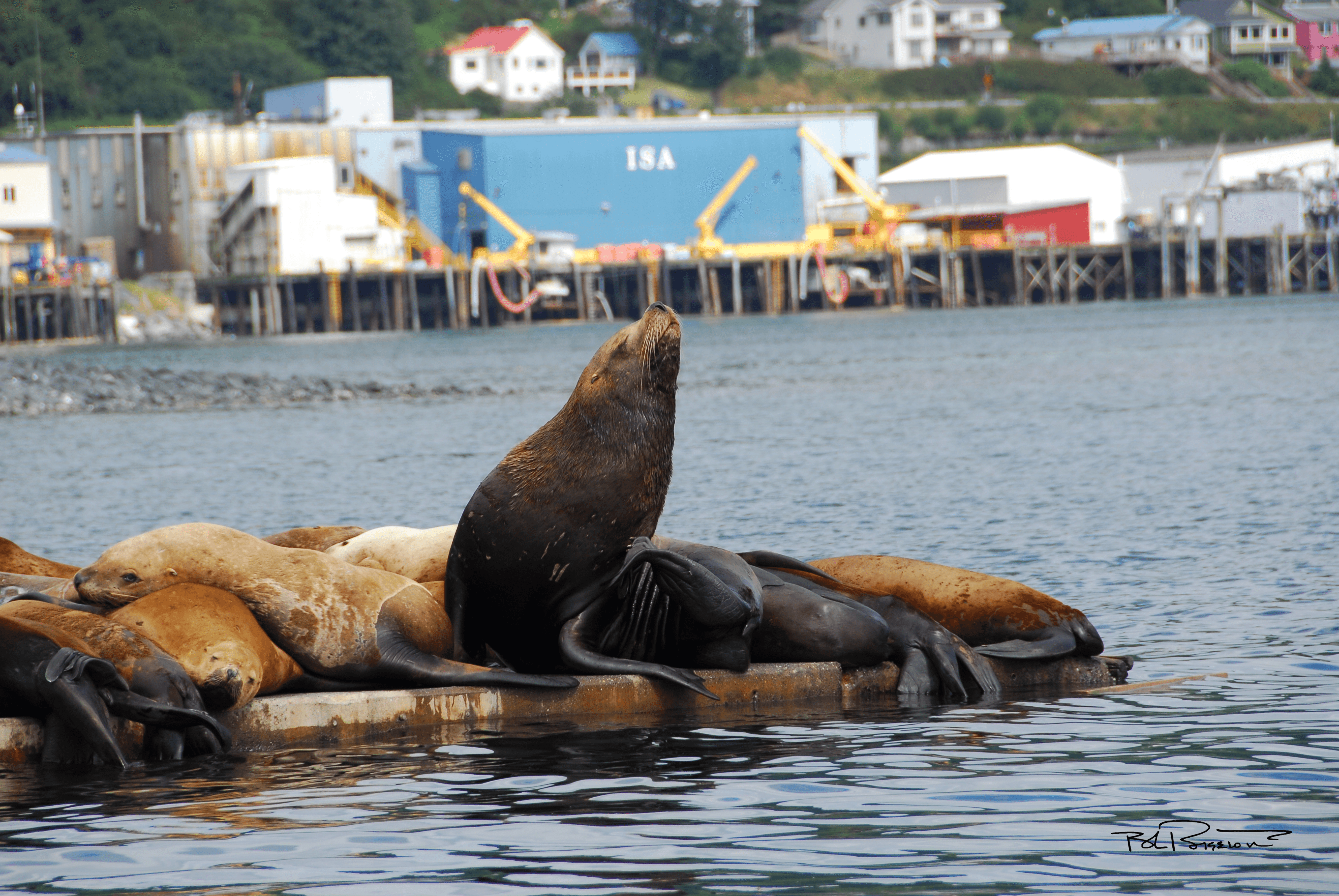 Sea Lions #2