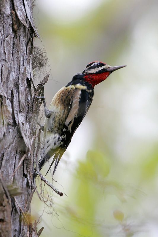 Yellow-bellied Sapsucker