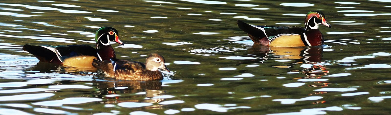 Wood Ducks at Resoft Park