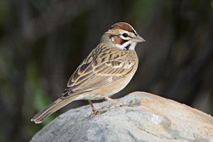 Lark Sparrow