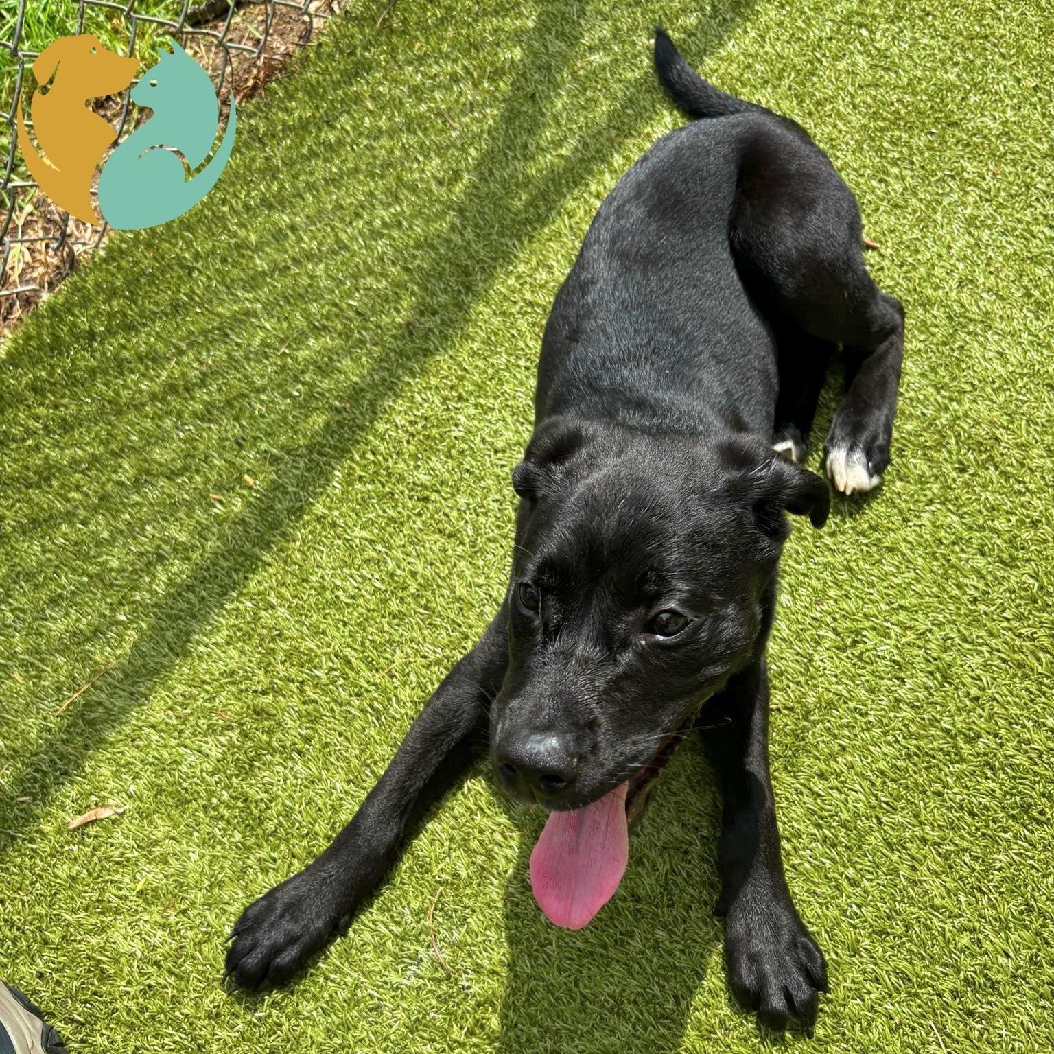 CLEO - Adoption Pending! 
