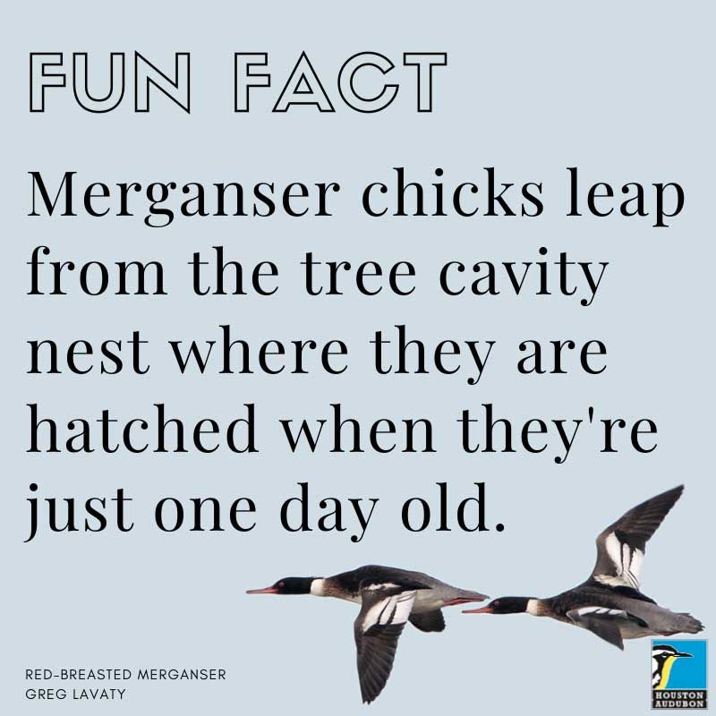 Merganser chicks fun fact