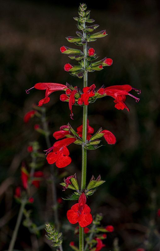 Scarlet Sage