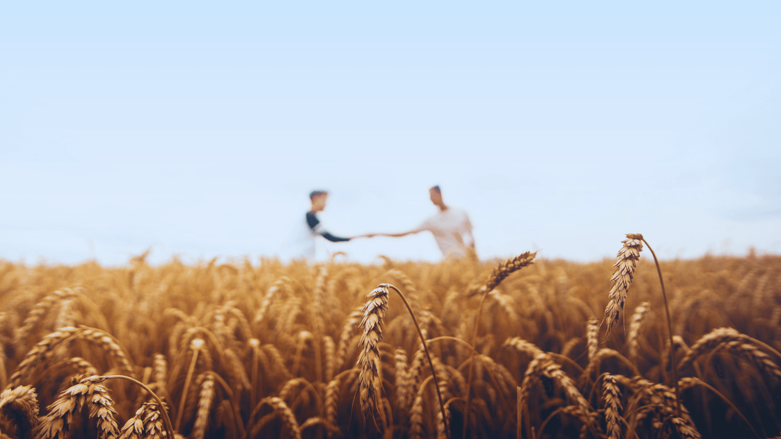 Wheat field with two people shaking hands in the distance