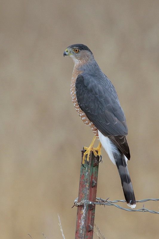 Most Common Birds of Prey in Texas