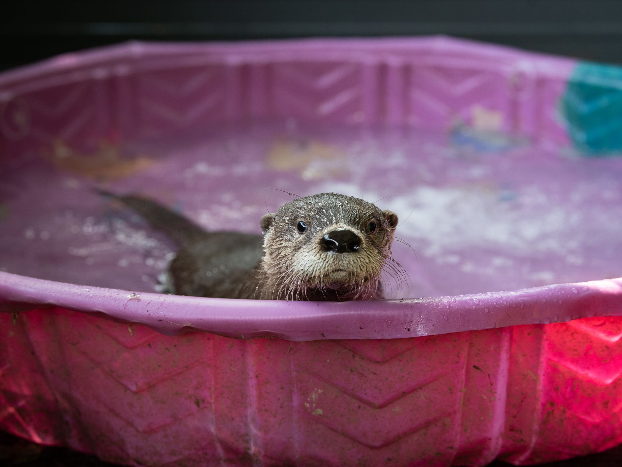 raccoon nebraska wildlife rehab