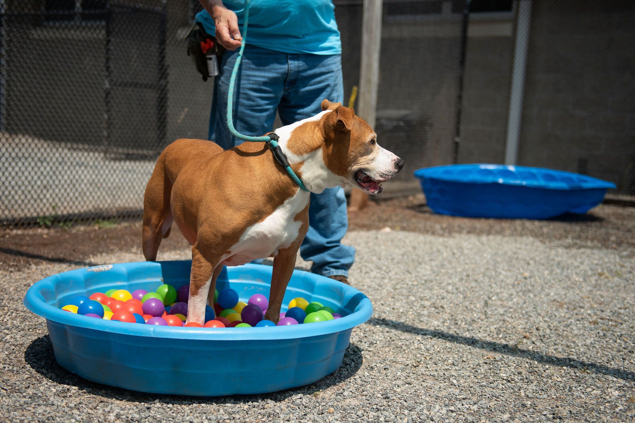 Enrichment Ideas for your pups while stuck inside!