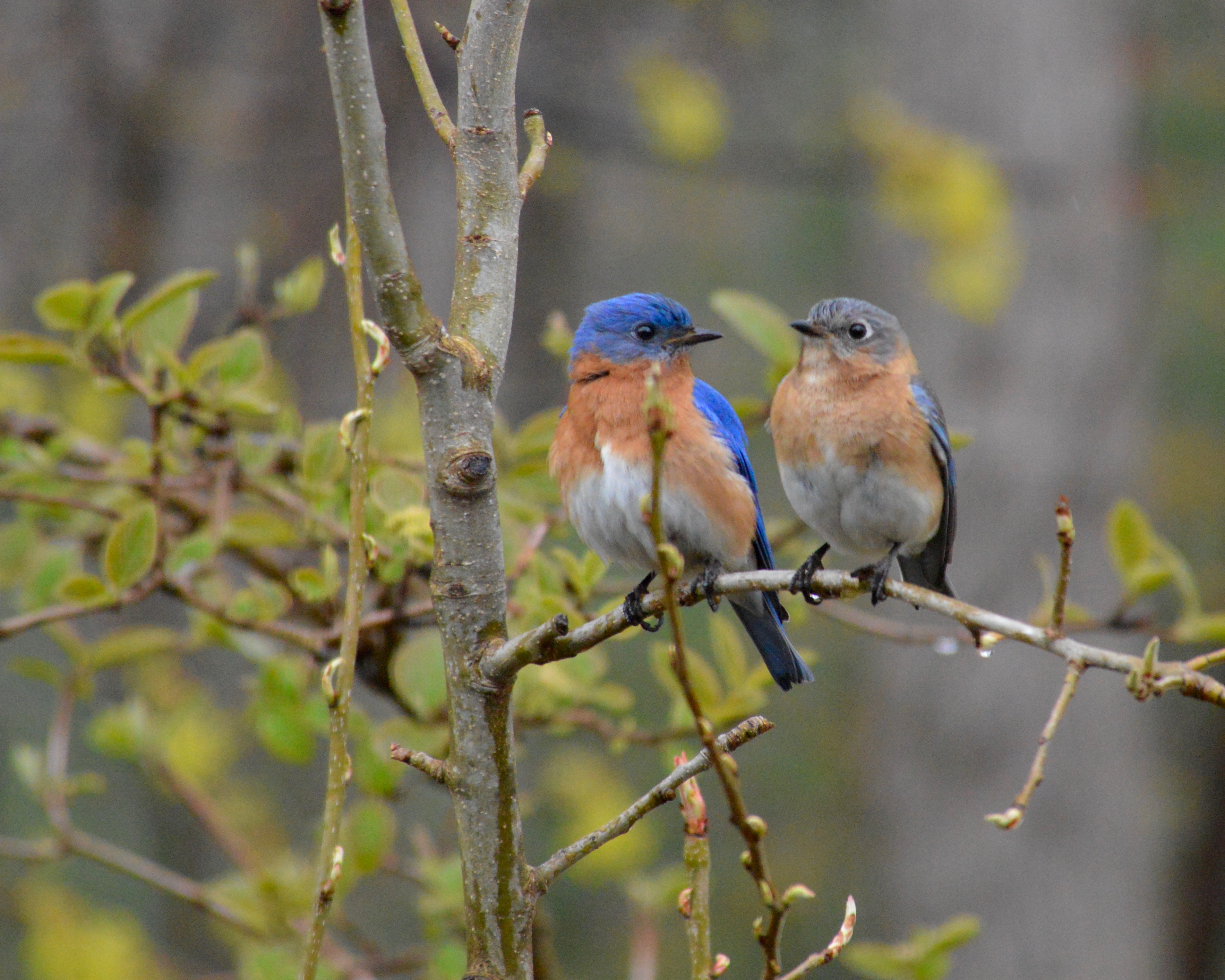 Attracting summer birds: Tailor the menu 