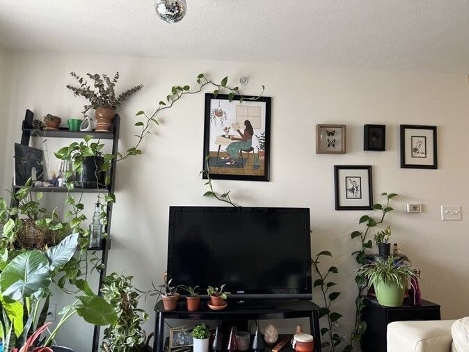 Houseplants can bring much-needed green into your home, especially during the winter months. 