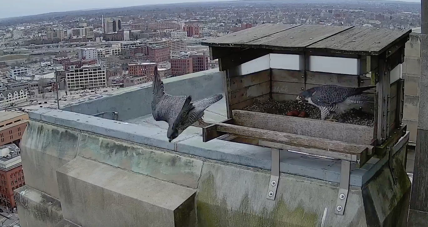 Audubon Society of Rhode Island Bird Cam Providence Peregrine Falcons Common Raven Zach and Lucy