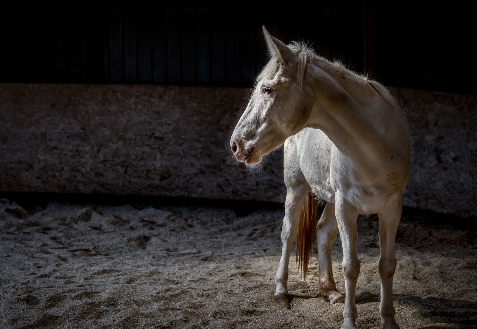 Horse Haven of Tennessee Adopt Equines for Adoption