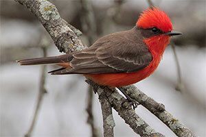 Vermilion Flycatcher (adult male)