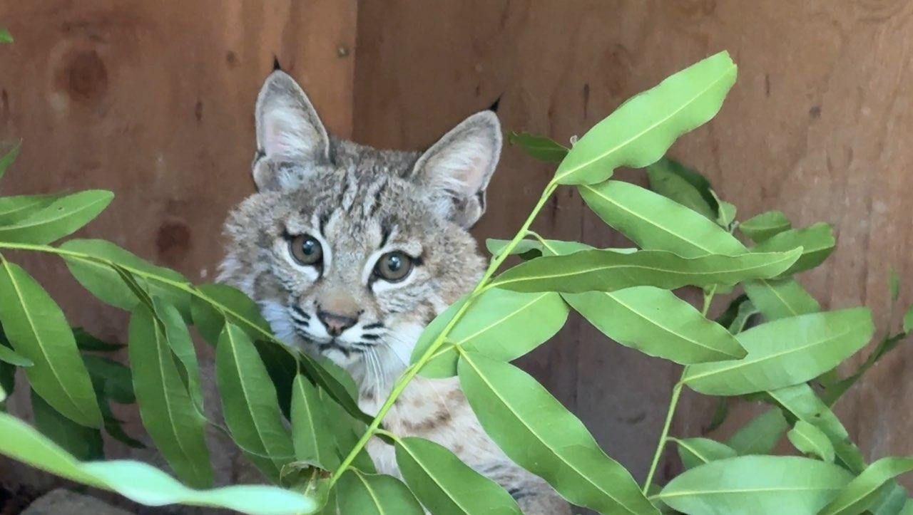 Rescued bobcat