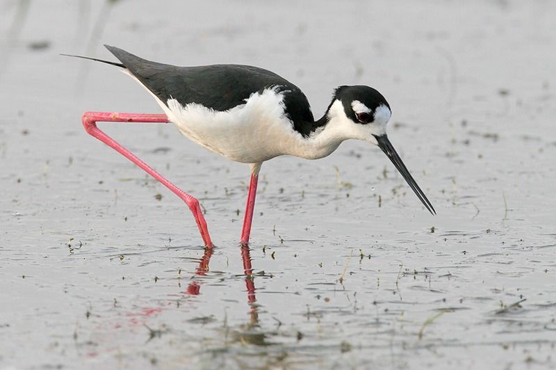 Black-necked Stilt