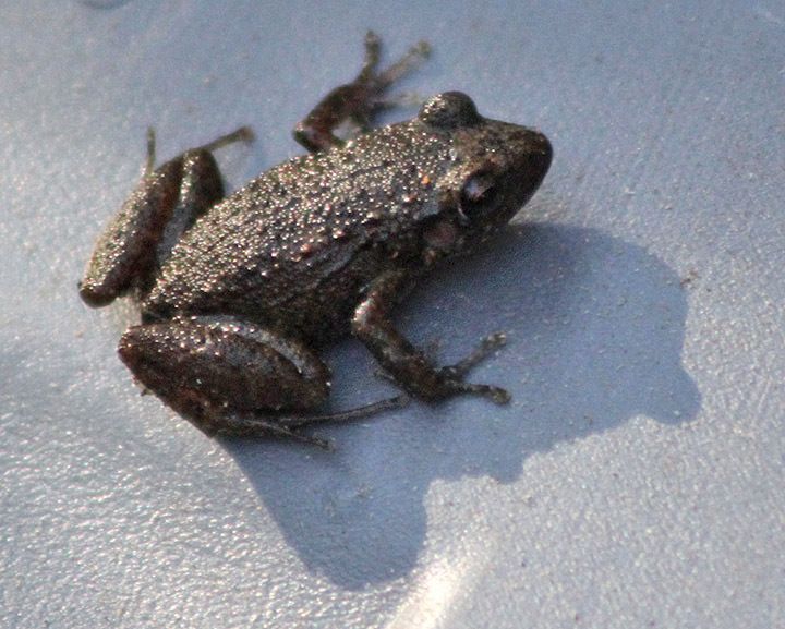 Water quality predicted by amphibian populations