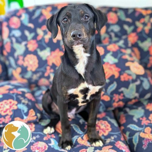 PHILLY CHEESESTEAK- ADOPTED 1/23!!