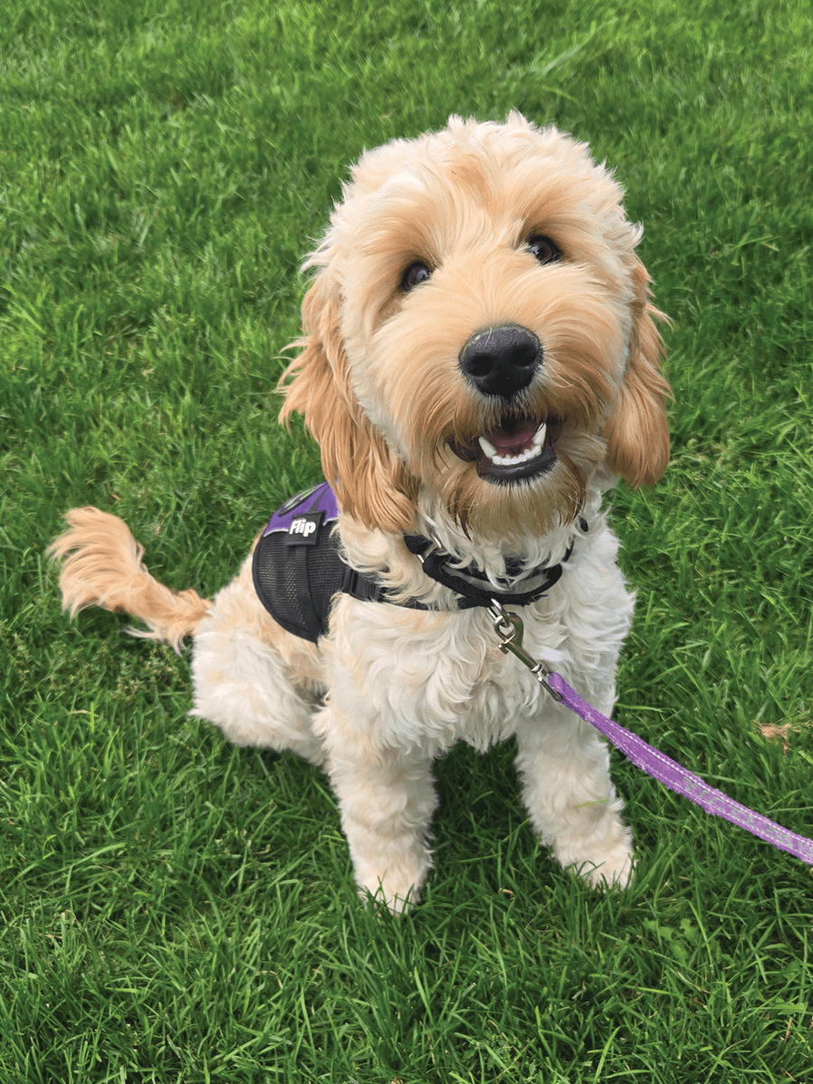 Puppy in training looking at the camera while sitting on the grass