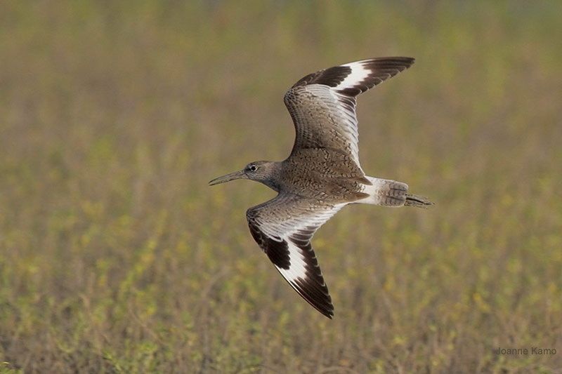 Willet