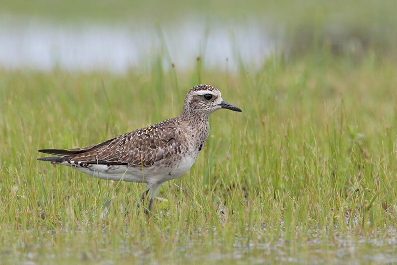 American Golden-Plover (non-breeding)