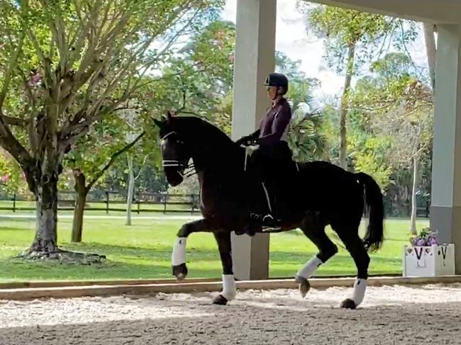 Lehua Custer Awarded 2019 Carol Lavell Advanced Dressage Prize