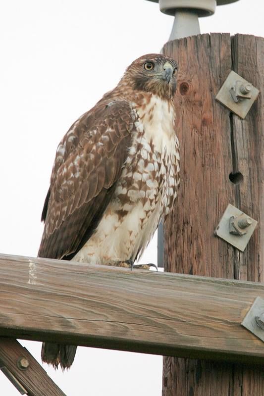 Red Hawk