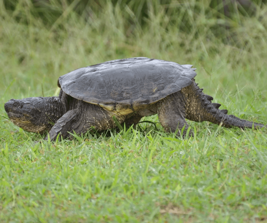 Snapping turtle