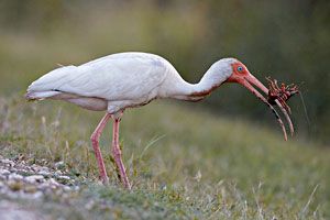 White Ibis