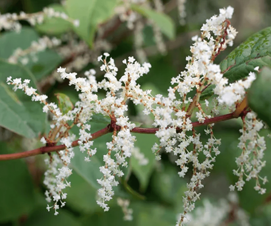 Japanese Knotweed