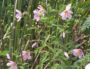 Saltmarsh Mallow