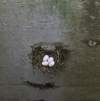 Chimney Swift nest