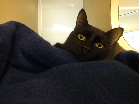 Ebony