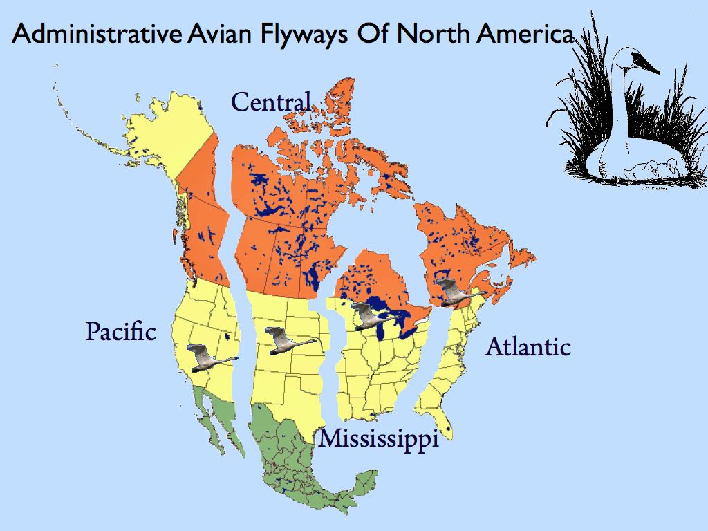 North American Flyways- where swan management and restoration decisions are made