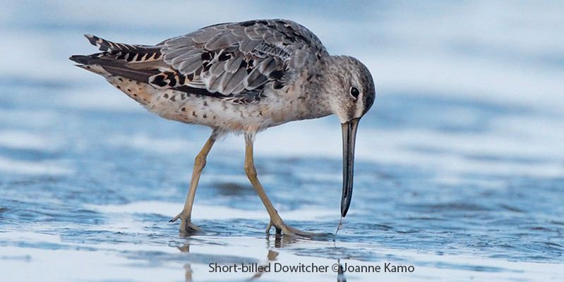 Short-billed Dowitcher