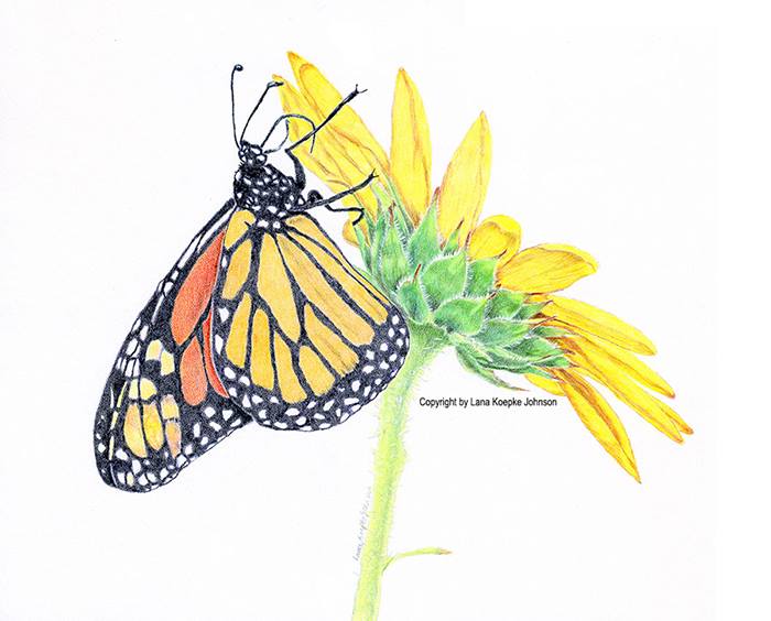 CE: Brownbag on Botanical Illustration