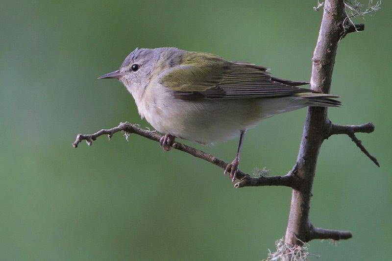 Tennessee Warbler (female)