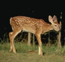 White-Tail Deer