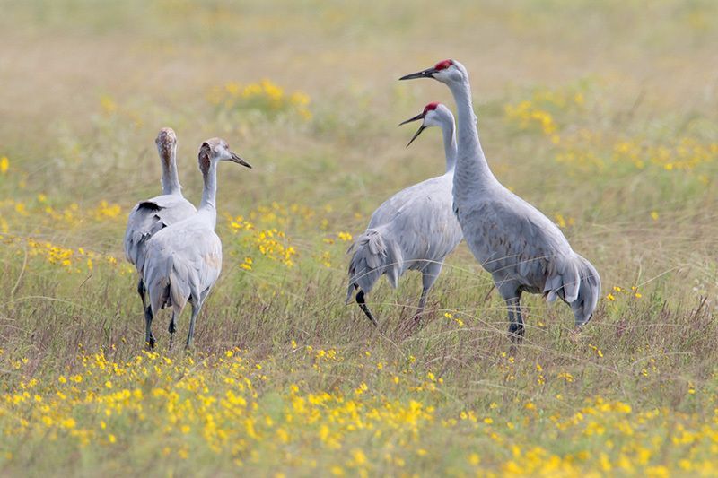 Lesser Sandhill Crane or Greater Sandhill Crane