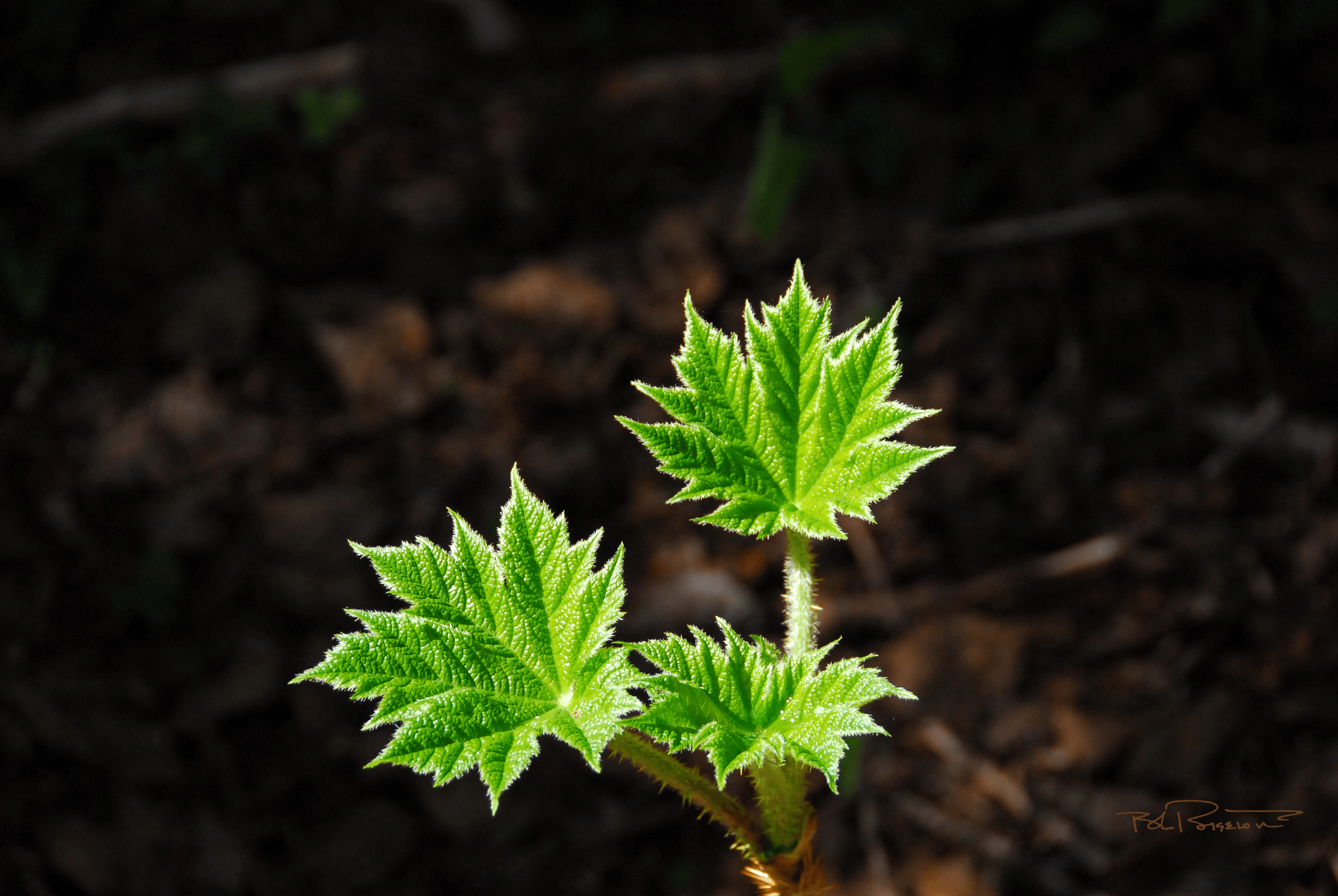 Wild Rose Leaves