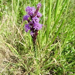 Sharp Blazing Star
