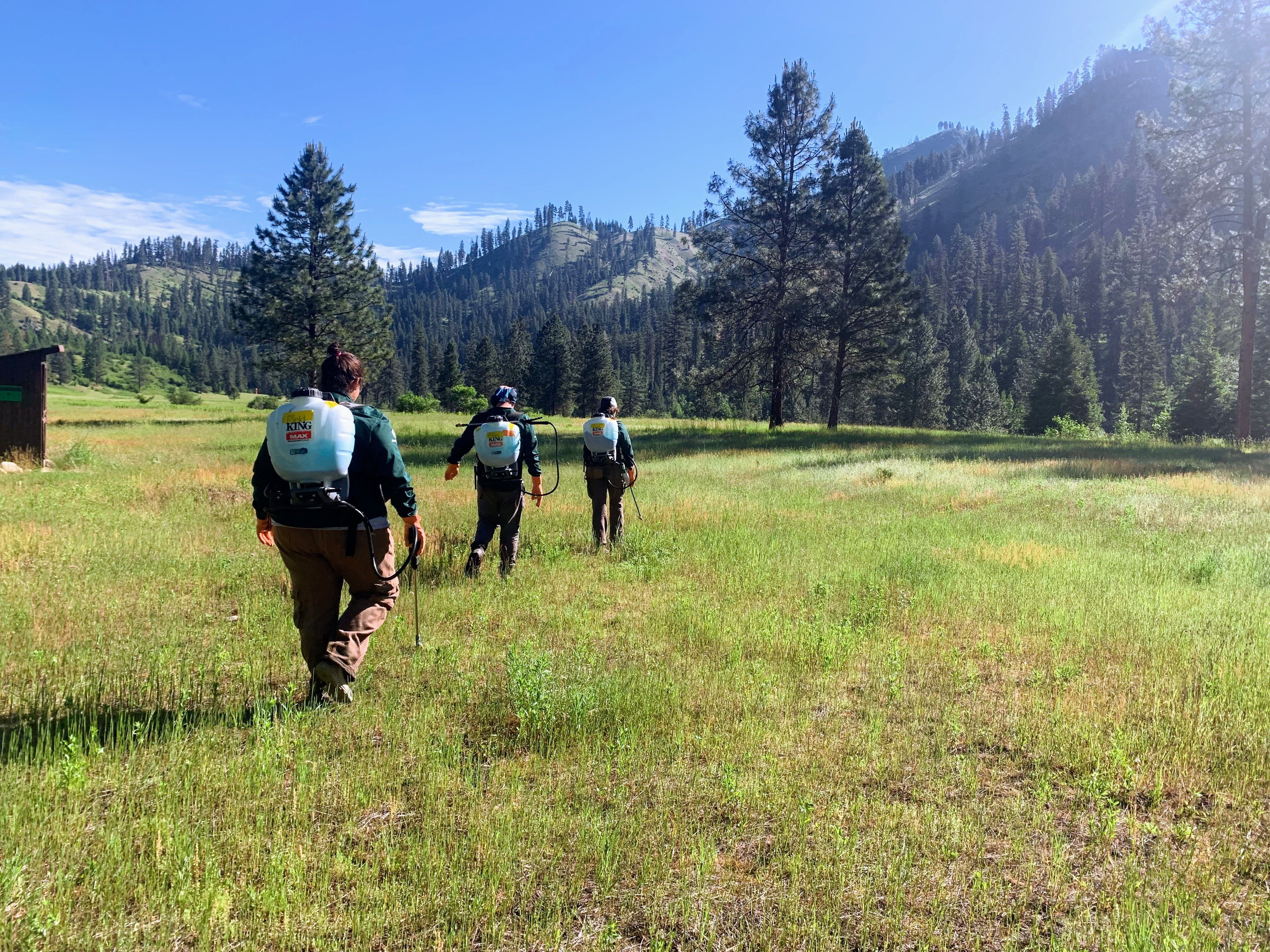 [Image description: Three MCC members eradicating weeds in the wilderness. Trees and brush can be seen surrounding them.]