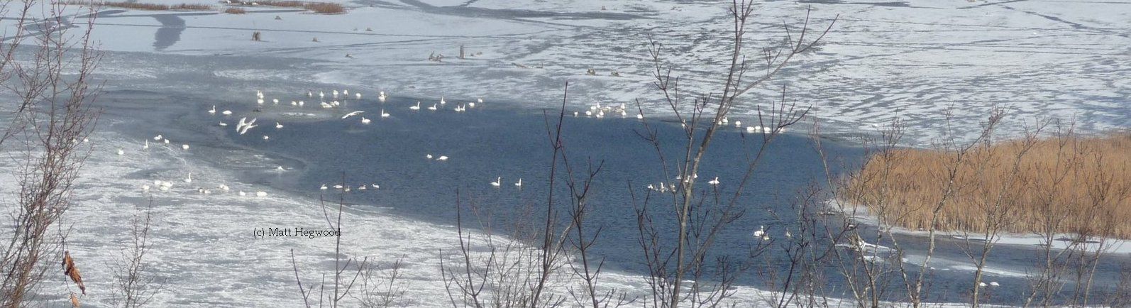 Check out our United States Swan links for great information about Trumpeter Swans
