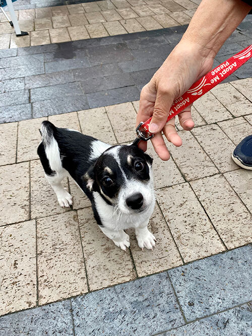 Patch, a small black and white dog with an Adopt Me Please leash.